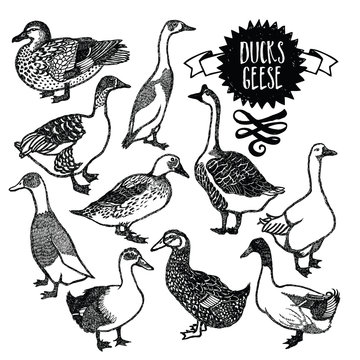 Farm birds Ducks and geese