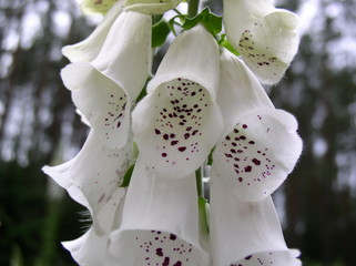 White Foxglove © AlexandraPhotos