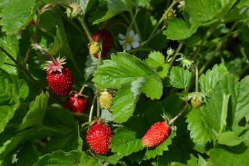 куст земляники на грядке, красные ягоды на фоне зеленых листьев крупным планом 