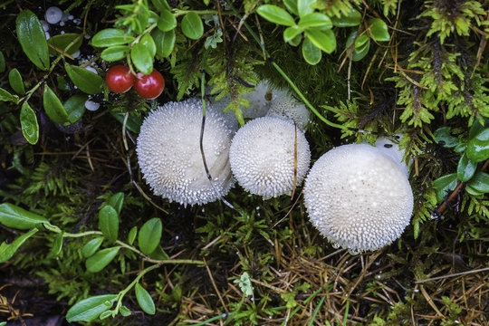 Mushrooms in forest on green grass 