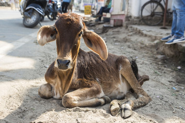 little calf cow © silentgunman