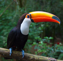 Colorful tucan