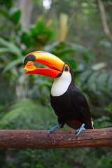 Colorful tucan