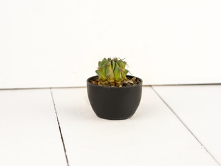 Cactus in small pot on white wooden