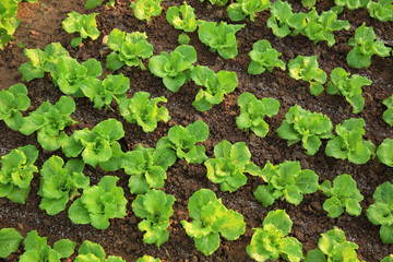 variety vegetable plants in growth at vegetable garden