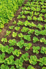 variety vegetable plants in growth at vegetable garden