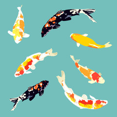 set of koi fish, carp fish collection, vector illustration - 105257029