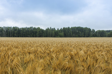 Wheat field
