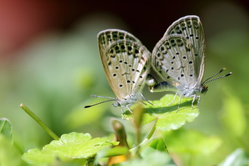 Two Little Grass Blue Butterfly Mating in Garden