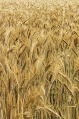 Wheat field