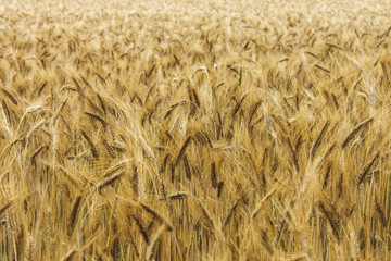 Wheat field