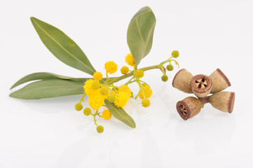 Eucalyptus leaves, flowers and fruit