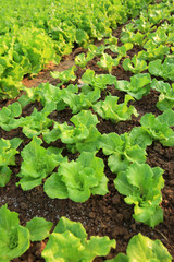 variety vegetable plants in growth at vegetable garden