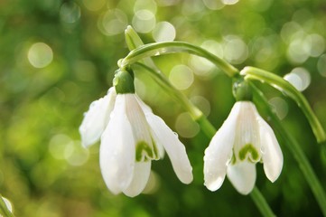 A close-up image of colourful Snowdrop flowers (Galanthus nivalis).