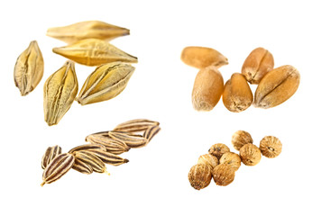 Set of different seeds on a white background