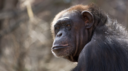 portrait of a chimpanzee