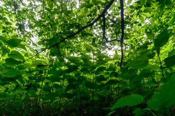 wild plant