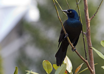 grackle perched on a branch with room for text