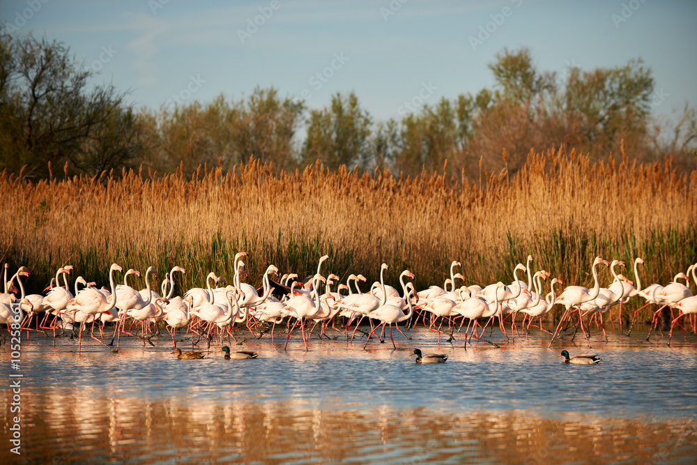 Sticker Flock of flamingos