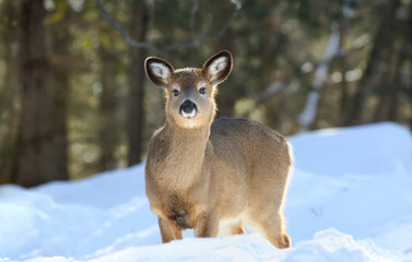 cerf en foret