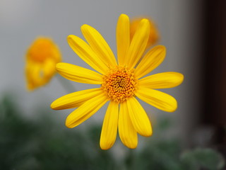 ユリオプスデージー