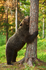 brown bear leaning against a tree