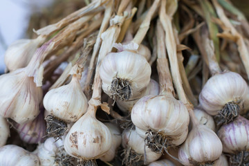 Fresh garlic