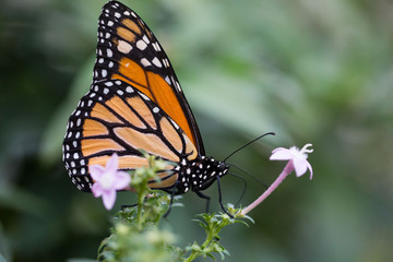 tropischer Schmetterling (Monarch)