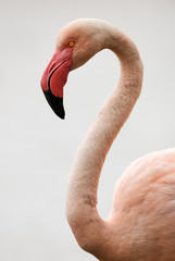 Portrait of a beautiful Flamingo