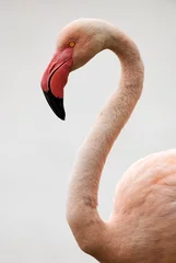 Printed kitchen splashbacks Flamingo Portrait of a beautiful Flamingo