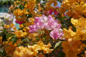 bi-color of pink white bougainvillea surround by yellow bougainvillea Flower in nature bright evening sun light make photo with warm yellow tone