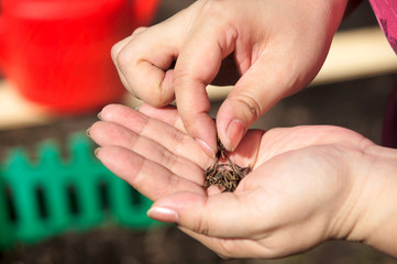 Seeds of plants in a human hand