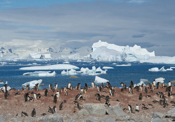 Large colony of gentoo penguins, with floating icebergs in blue sea background, sunny day, Antarctic Peninsula