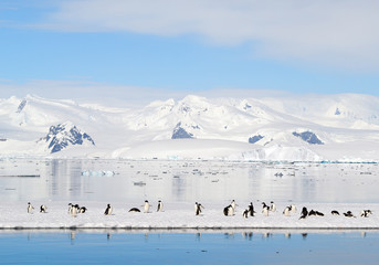 Group of adelie penguins on the floating ice, with mountain range covered by snow in background, blue sky, Antarctic Peninsula
