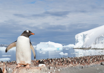 Manchot papou, debout sur la pierre, regardant la colonie, icebergs en arrière-plan, journée ensoleillée, Péninsule Antarctique
