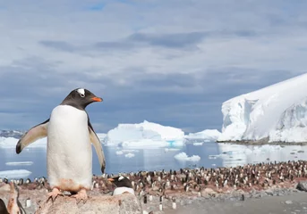 Foto op Plexiglas Ezelspinguïn, staande op de steen, kijkend naar de kolonie, ijsbergen op de achtergrond, zonnige dag, Antarctisch Schiereiland © mzphoto11