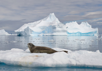 Leopard seal resting on ice floe, looking at the photographer, with icebergs in background, cloudy day with blue stripes in the sky, Antarctic peninsula