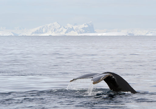 Humpback tail fin with snowy mountain range in background, Antarctic Peninsula