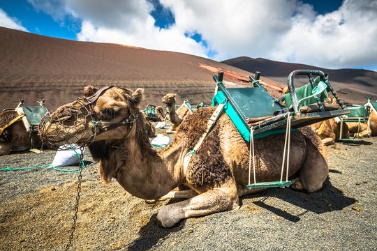 Camels in Timanfaya National Park waiting for tourists, Lanzarot