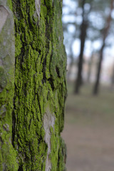 Текстура древесины со мхом.