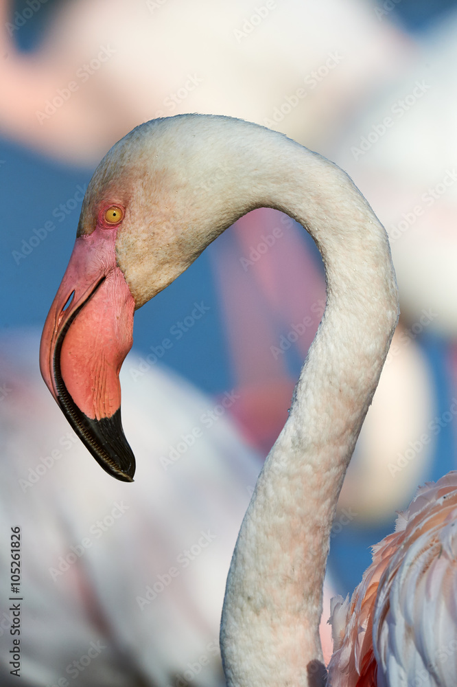 Sticker Portrait of a beautiful Flamingo