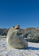Crab eater seal on the beach, with open mouth, displaying and looking at the photographer,blue sky,  Antarctic Peninsula - obrazy, fototapety, plakaty