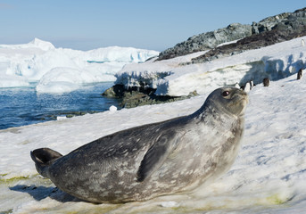 Weddell seal on the beach with few penguins, snow and blue sky, Antarctic Peninsula