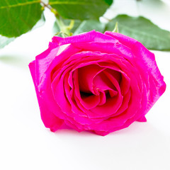 Flower of pink rose isolated on white