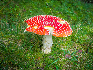 pitted toadstool