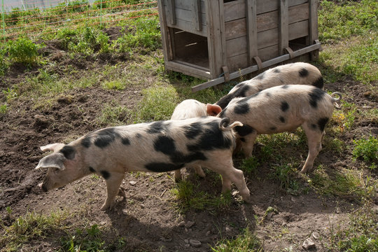 Quatre cochons