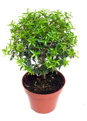 small tree in a pot on a white background