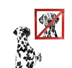 dog looks at a sign prohibiting