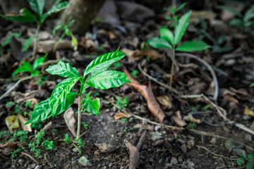 Don't konw name of plant