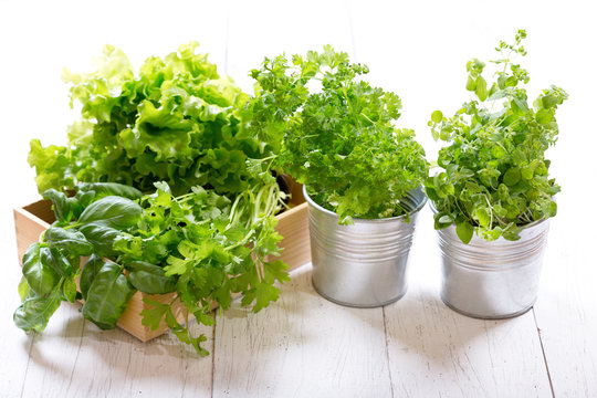fresh green herbs in pots